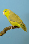 Kweker : N. Prins